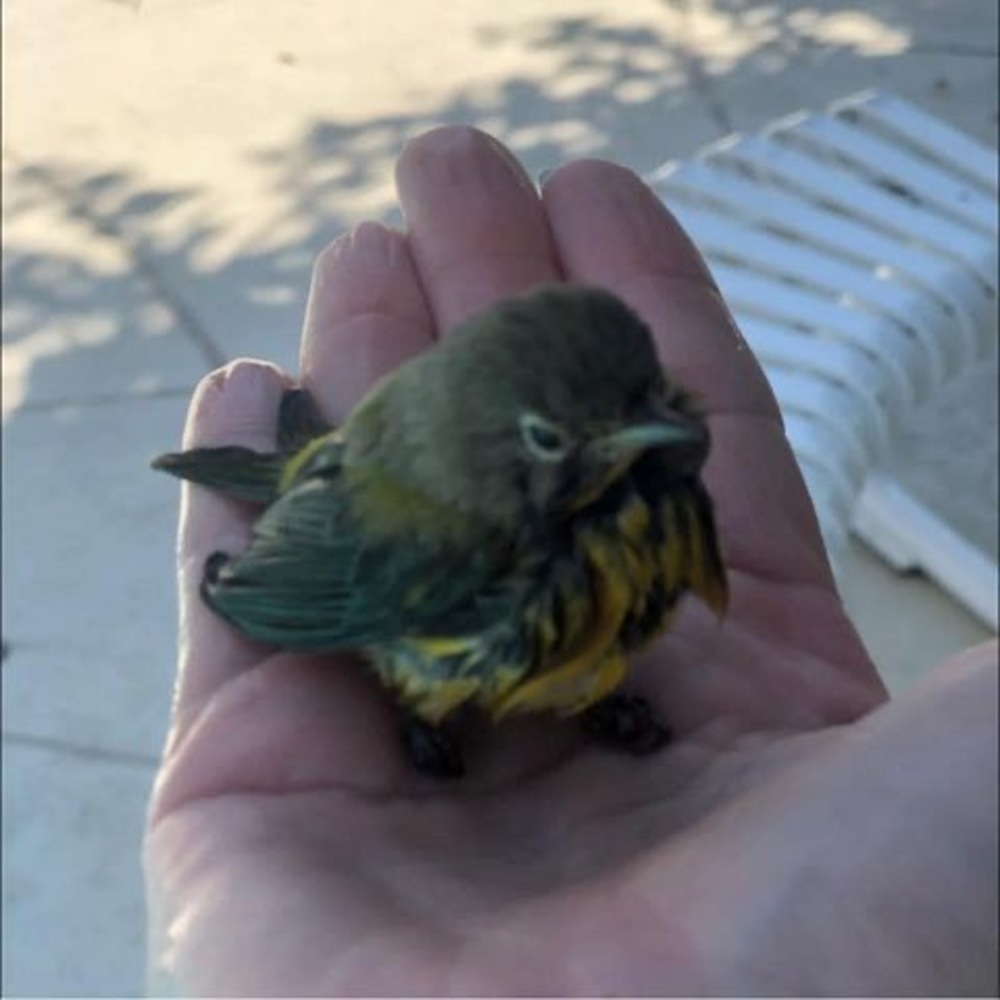 Meet your Posher, Lisa